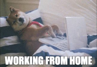 Dog in bed