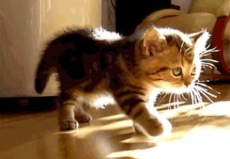Cat stretching